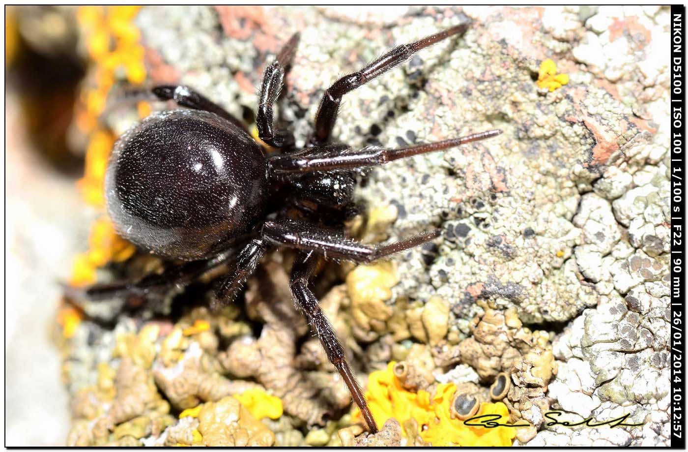 Steatoda paykulliana - Monte Santu Pedru (Alghero, SS)